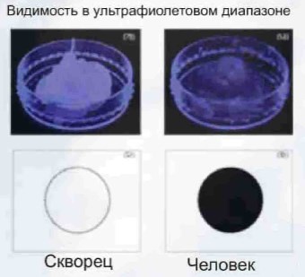 В отличие от человека птицы видят биологический отпугиватель 